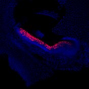 Confocal microscope image of mouse vestibular hair cells labeled with DSHB antibody Myo7A 138-1 (red). Image Credit: Karen Elliott Thompson